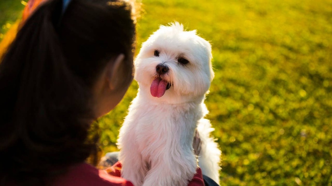Which Small Dog Breed Matches Your Soul, Based on Your Birth Month 