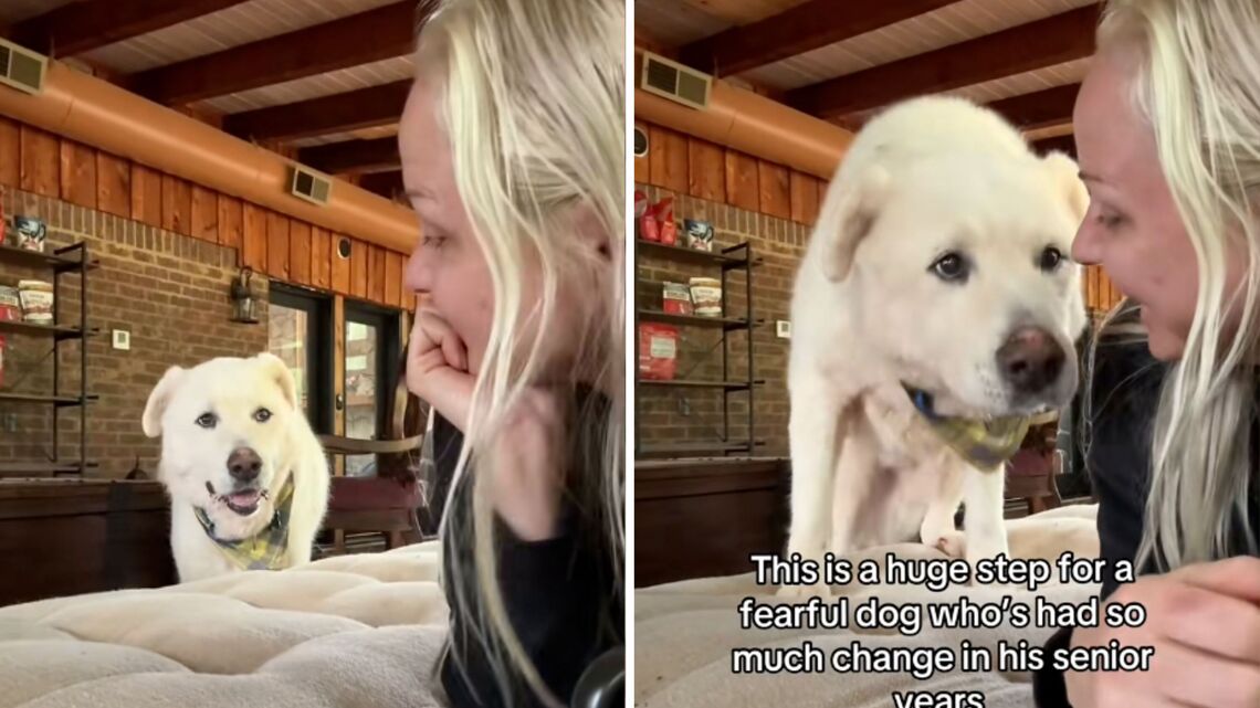 3 Rules to Adopting a Shut Down Shelter Dog, According to an Expert 