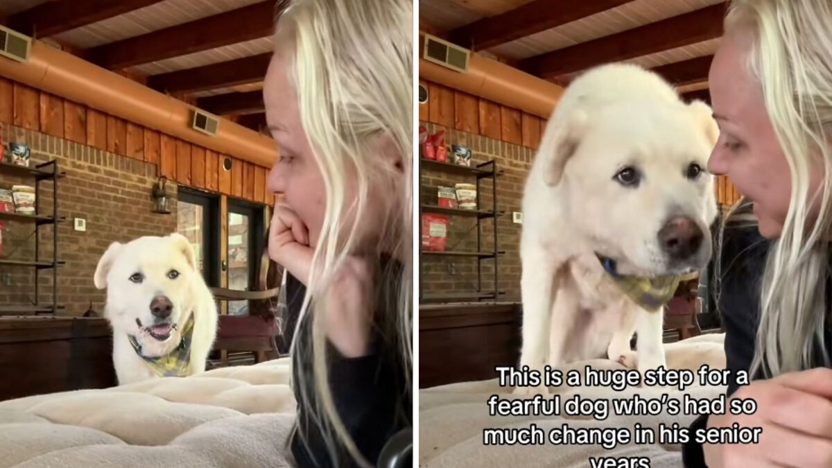 Screenshots from a May 23 TikTok video of a rescue dog feeling comfortable enough to join his owner on the couch.