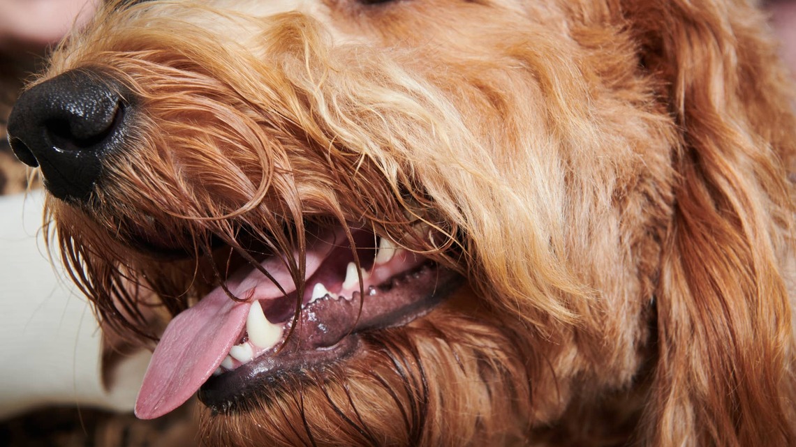 Poodle Mix's Human-Like Beard Makes Him Look Like an Old Civil War Colonel
