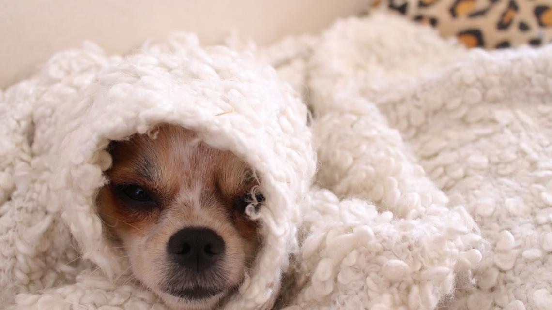 Chorkie in a Blanket Isn't a Dog, He's a French Fry-Eating Monster