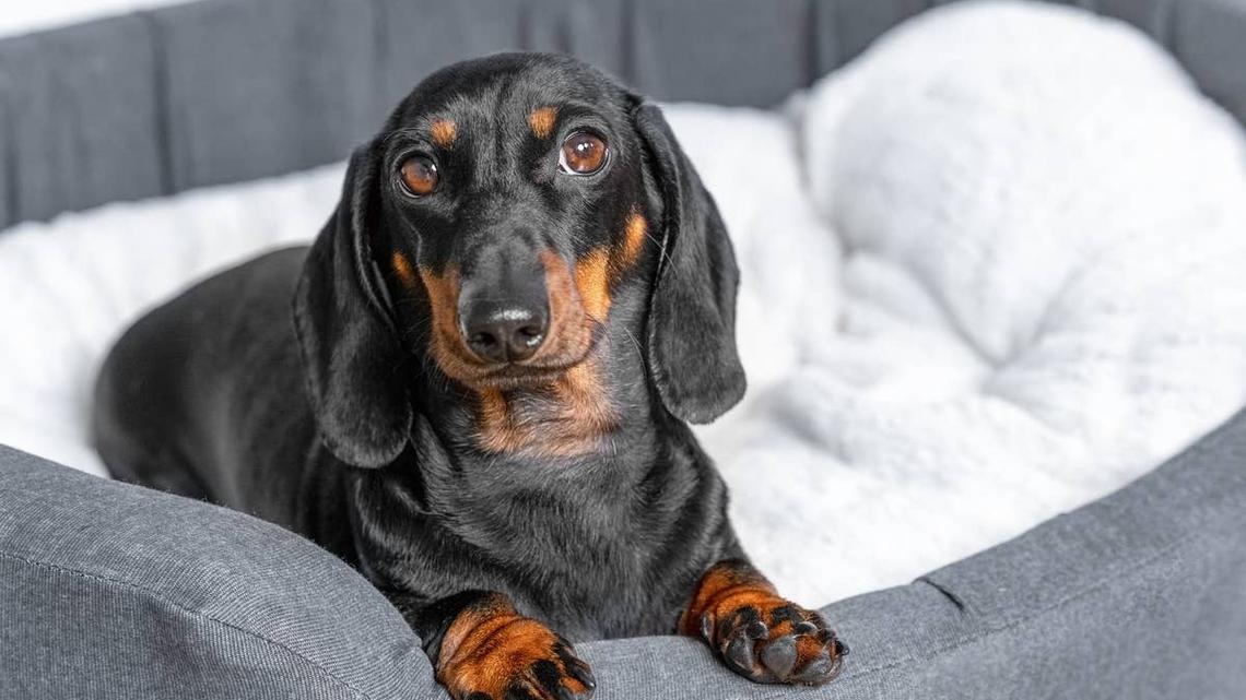 A Dachshund puppy sitting in a dog bed. 