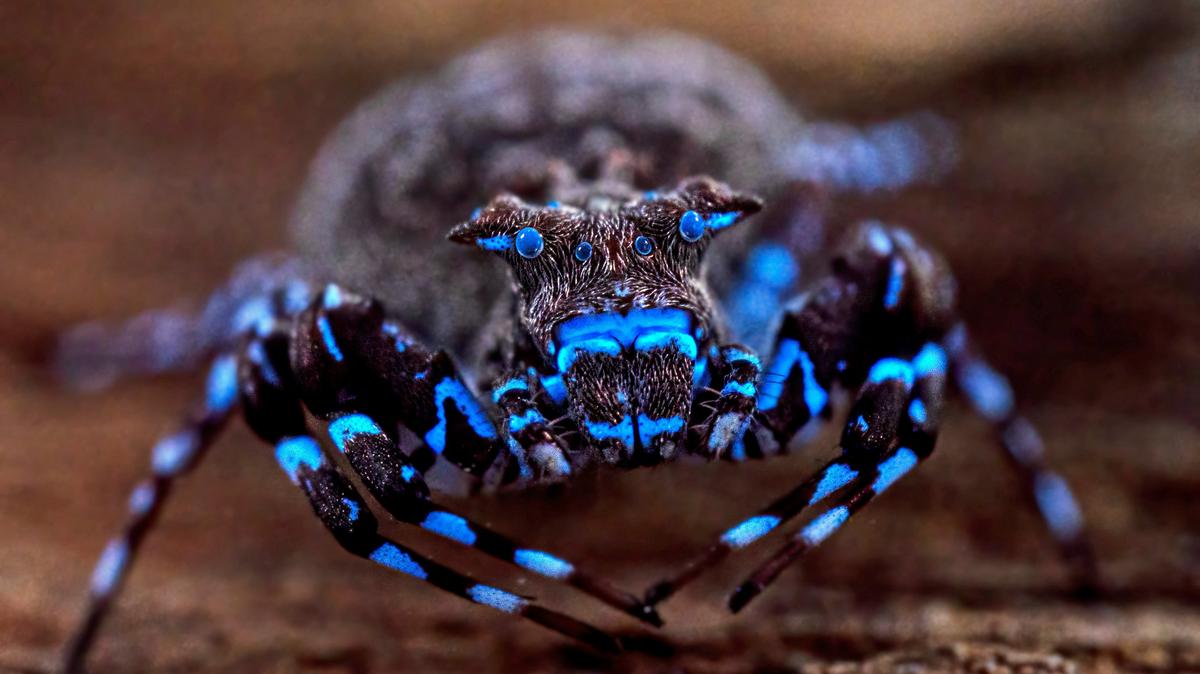 A crowned crab spider that fluoresces under UV light, discovered during a scientific expedition to Angola's remote Lisima plateau, is pictured in this handout image obtained by Reuters on June 3, 2026. The Wilderness Project/Handout via REUTERS