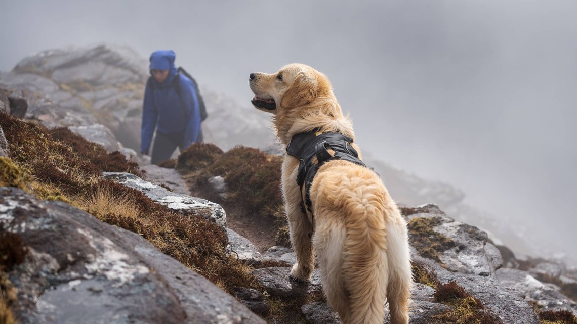 Golden Retriever Plays Trail Guide on a Hike Until He Spots Mountain Goats 
