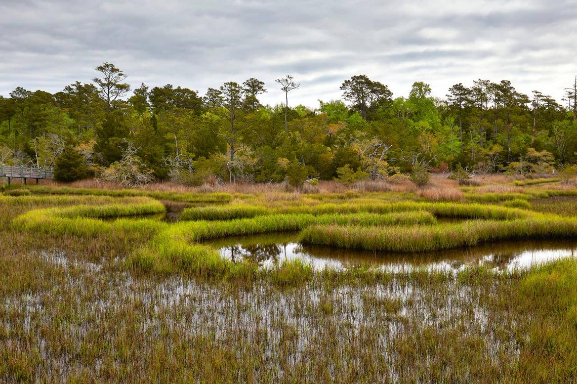  Croatan National Forest offers prime rattlesnake habitat in North Carolina. 