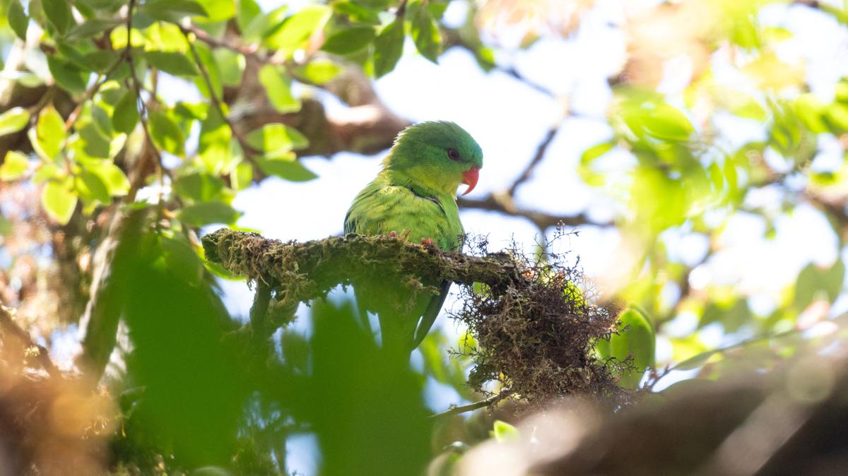 The Blue-fronted Lorikeet in the highlands of Mount Kapalatmada in Buru, Indonesia, in this photograph taken in April 2026 and released on June 3, 2026. John C. Mittermeier/Handout via REUTERS