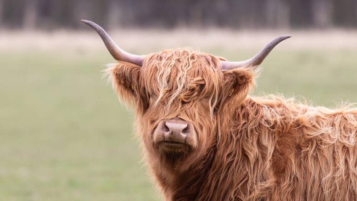 Fluffy Cow Walks Straight Through a Fence and Total Chaos Ensues 