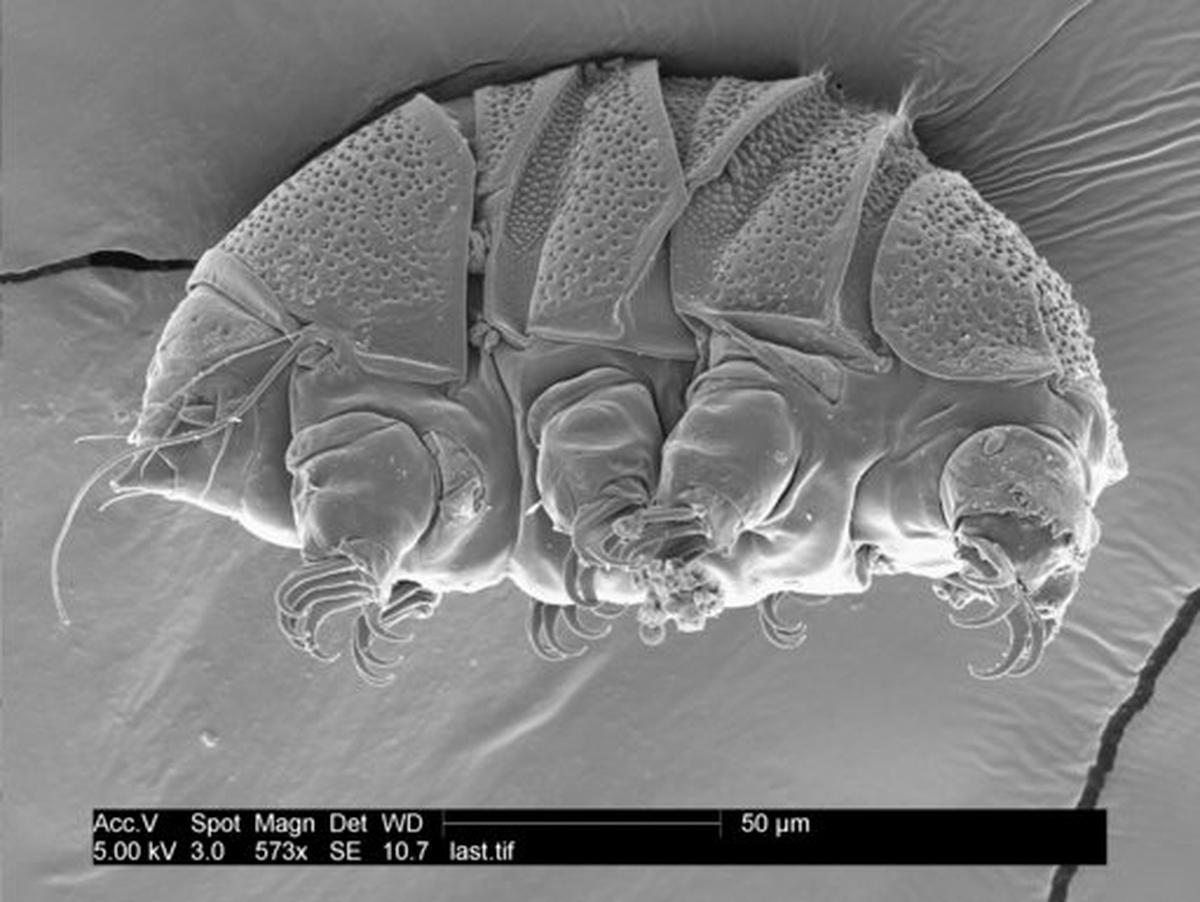 This undated electron microscope image provided by William Miller of Baker University in March 2019 shows a tardigrade of the class Heterotardigrada, also known as a “water bear.” The small animals, about the size of a period, are able to survive extreme heat, cold, radiation and even the vacuum of space. (William Miller via AP)