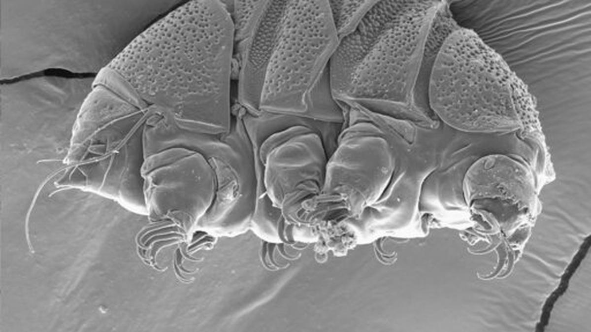 This undated electron microscope image provided by William Miller of Baker University in March 2019 shows a tardigrade of the class Heterotardigrada, also known as a “water bear.” The small animals, about the size of a period, are able to survive extreme heat, cold, radiation and even the vacuum of space. (William Miller via AP)