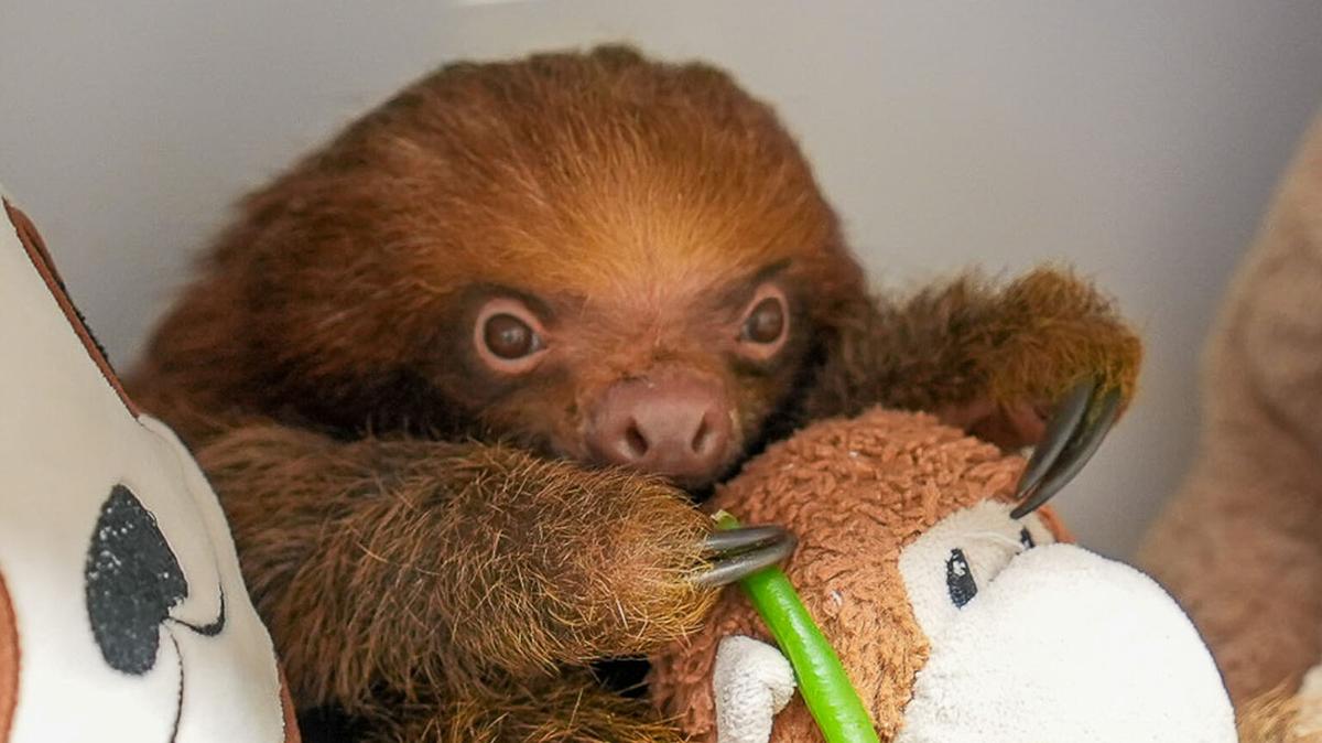 Mr. Ginger, the youngest sloth to arrive at the Central Florida Zoo from the ill-fated Sloth World attraction, was euthanized amid failing health on Friday, May 15, 2026. At four to six months old, he was among a group of 13 two-toed sloths transferred following reports of dozens of animal deaths at Sloth World, which is now under criminal investigation. (Central Florida Zoo & Botanical Gardens/TNS)