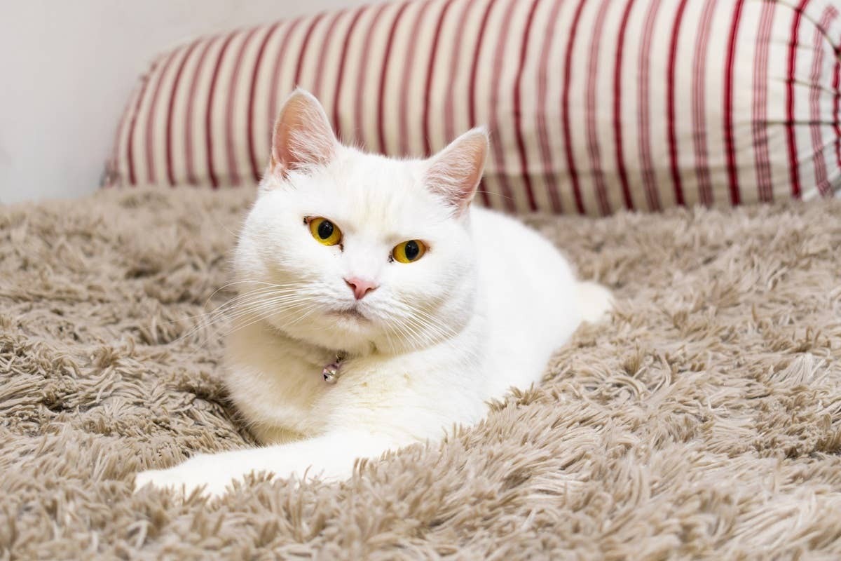  A relaxed British Shorthair that is independent, but sweet.