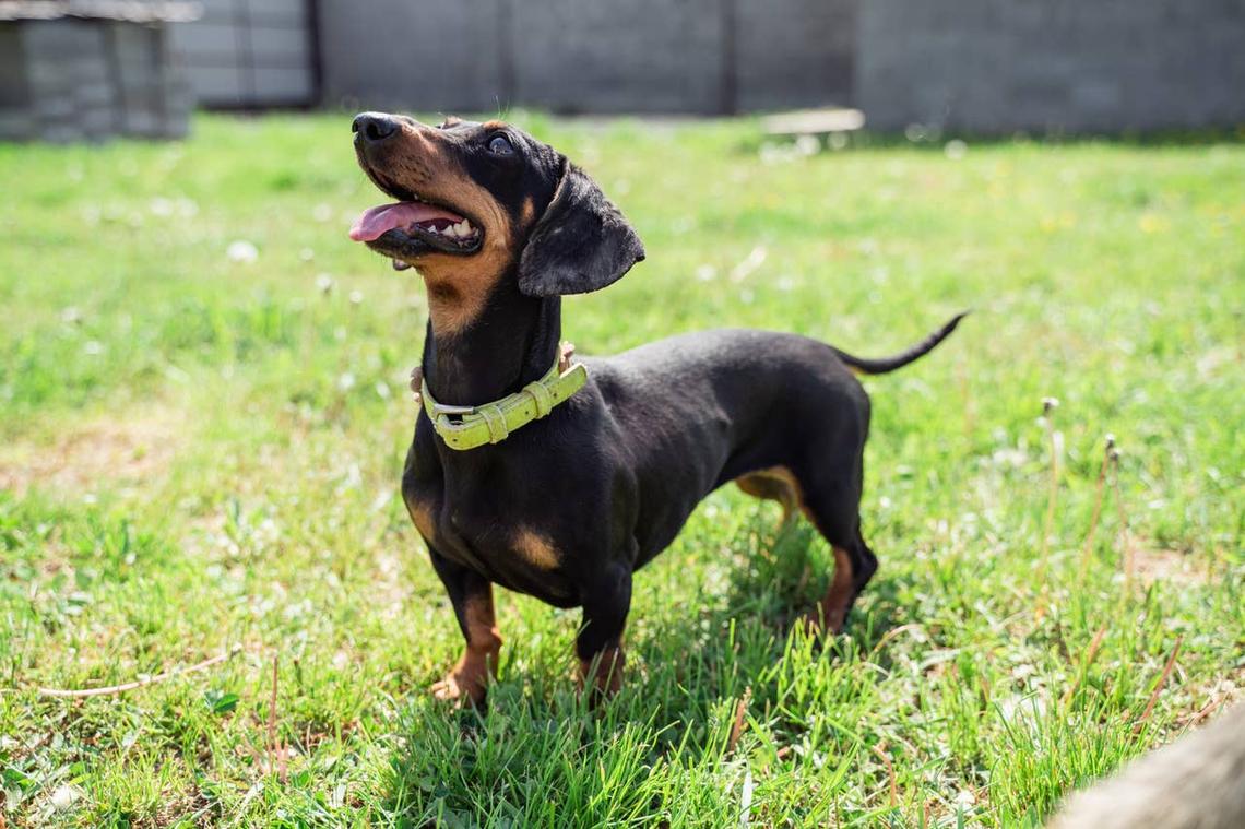  A little Dachshund standing in a yard. 