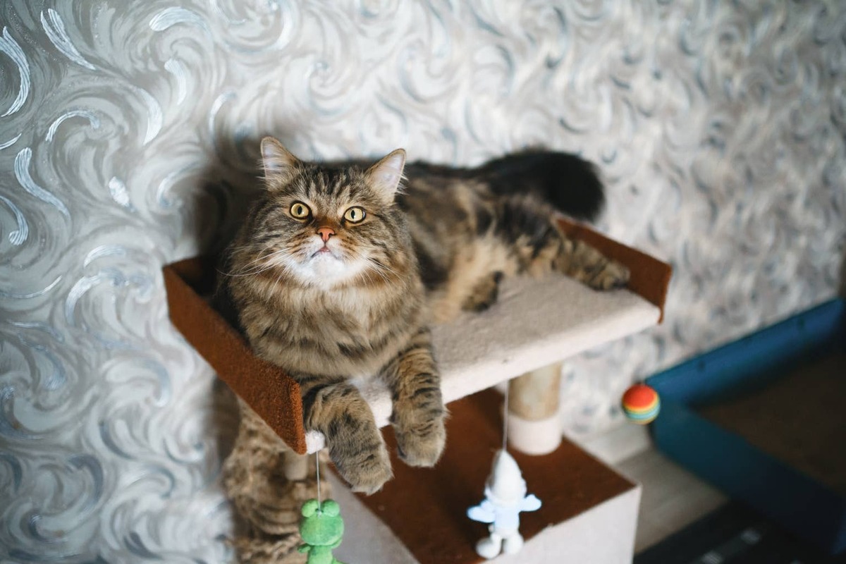  A cat lounges on the cat tree, looking up.