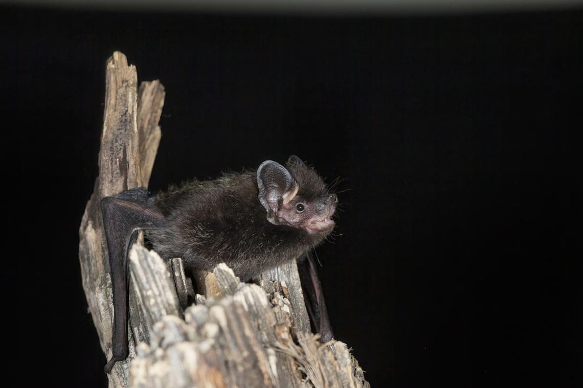  A bat seen at dusk near residential homes, where they often hunt for insects. 