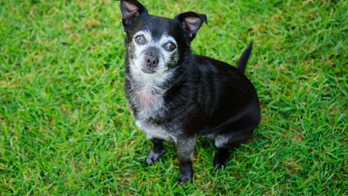 Senior Chihuahua dog with gray face sitting on green grass. 