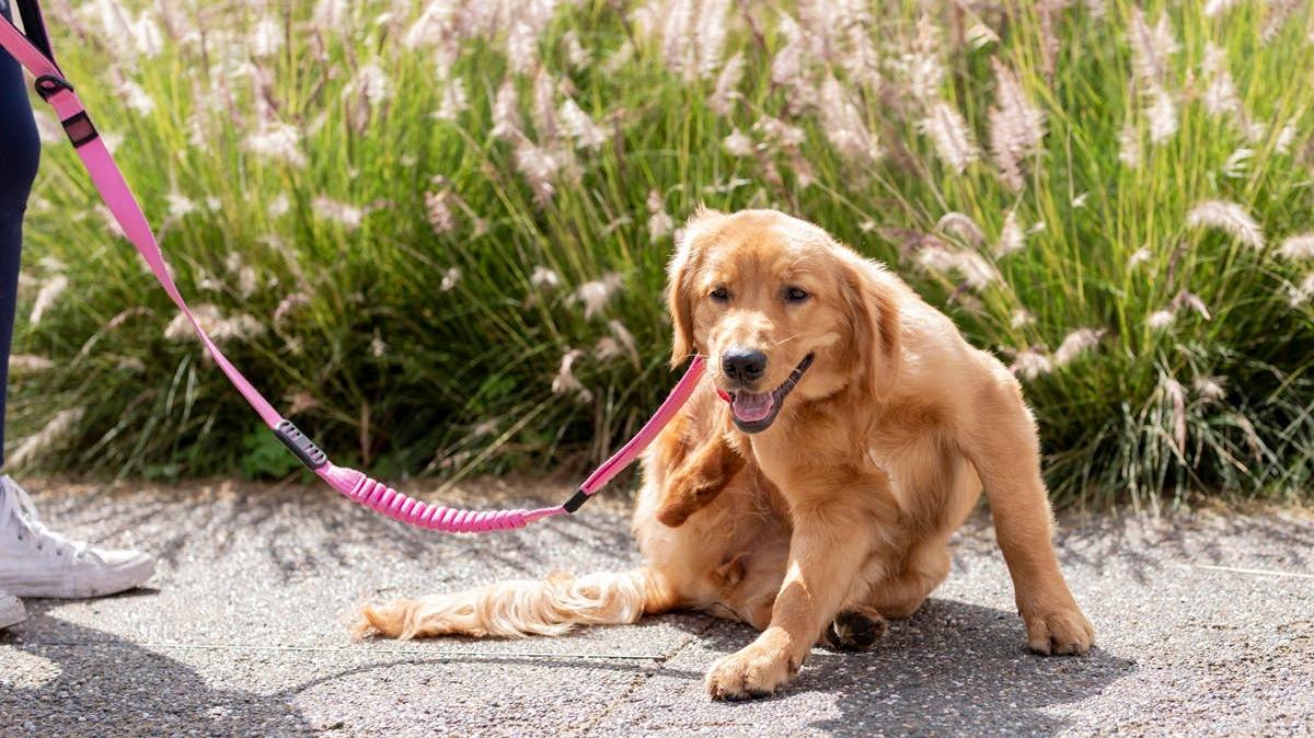 A dog rolling around because he has fleas. 
