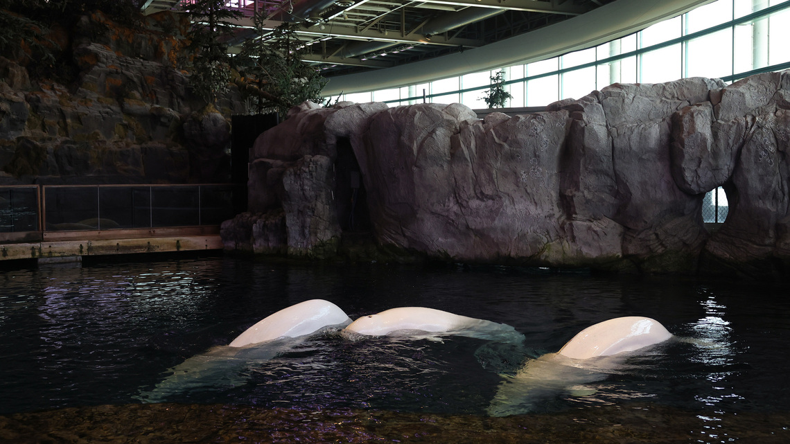 Multiple belugas have died at Shedd Aquarium since dramatic rescue from Canada. Activists say the transfers happened too quickly. 
