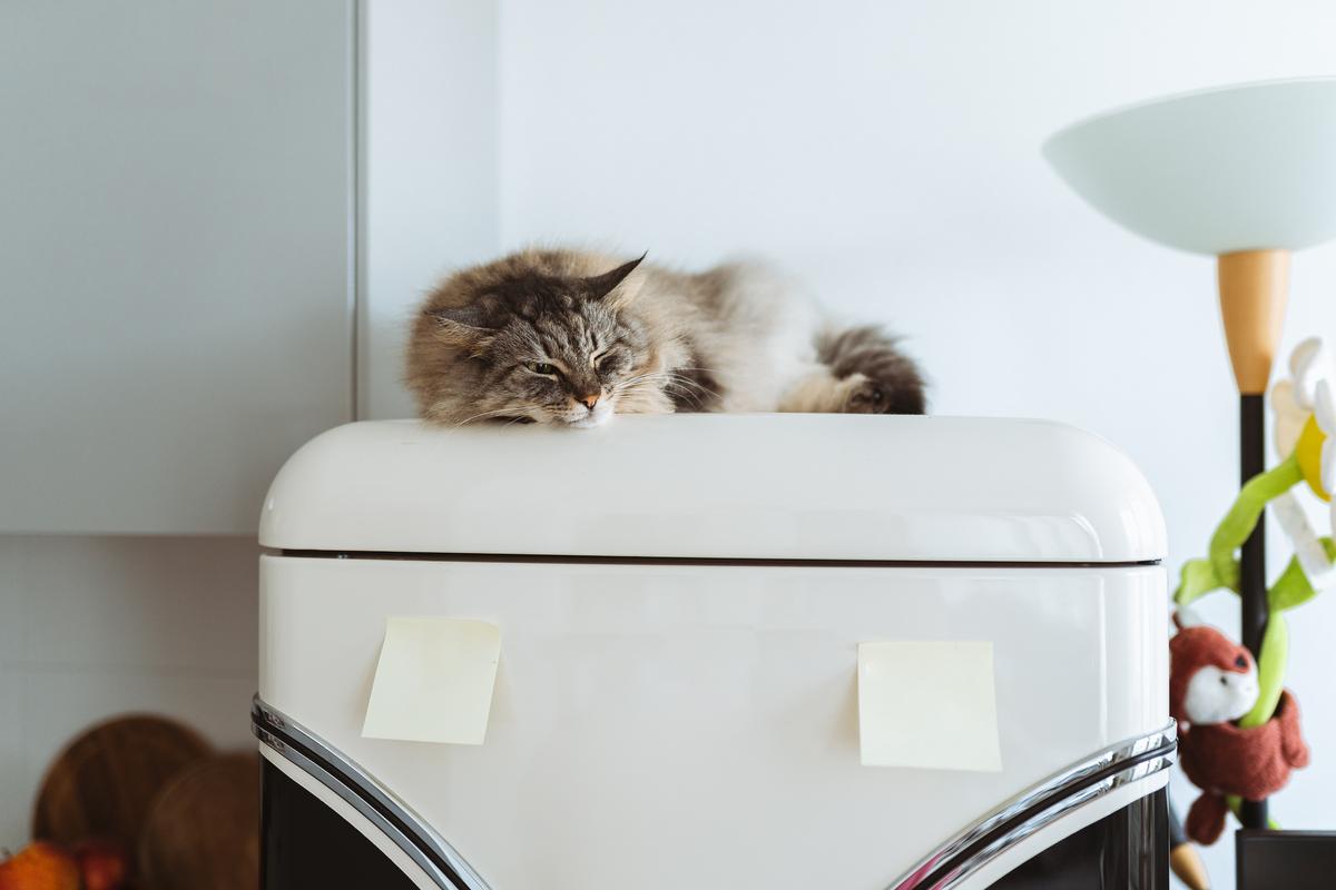  Stock image: a cat sleeps on top of a fridge. 
