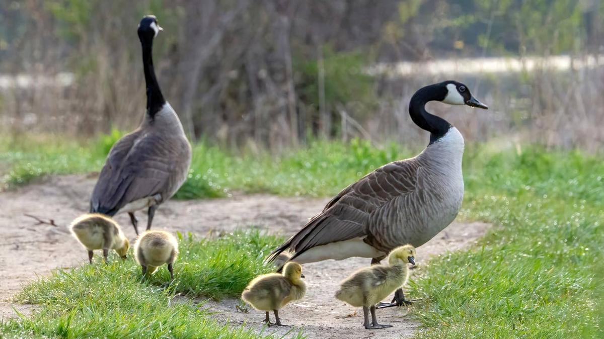 Canadian geese with goslings. 