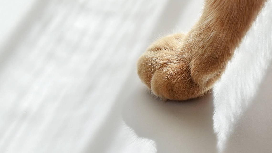 This Orange Cat Found His Shadow and Immediately Launched Into a Full Dance Performance 