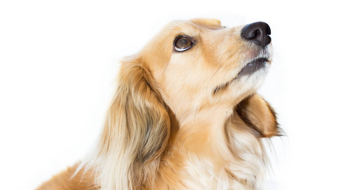 Dachshund Falls for Flea Pill Trick After Human Pretends It's Forbidden 