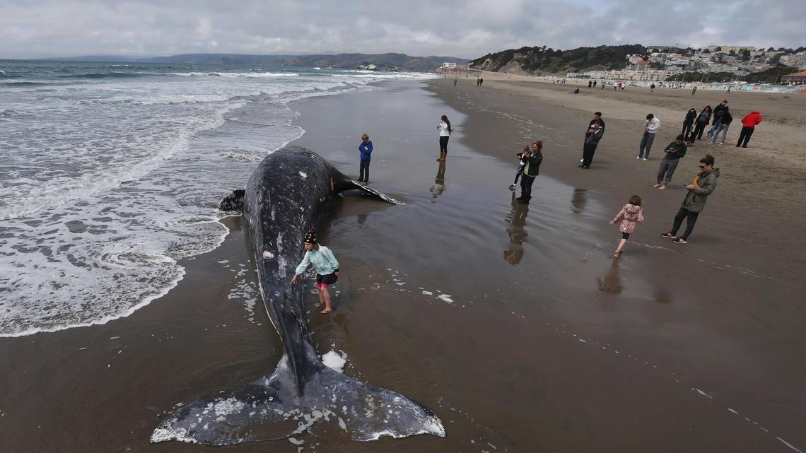 ‘Help save Willy': Rep. Liccardo introduces bill to implement ‘whale desk' in San Francisco Bay 