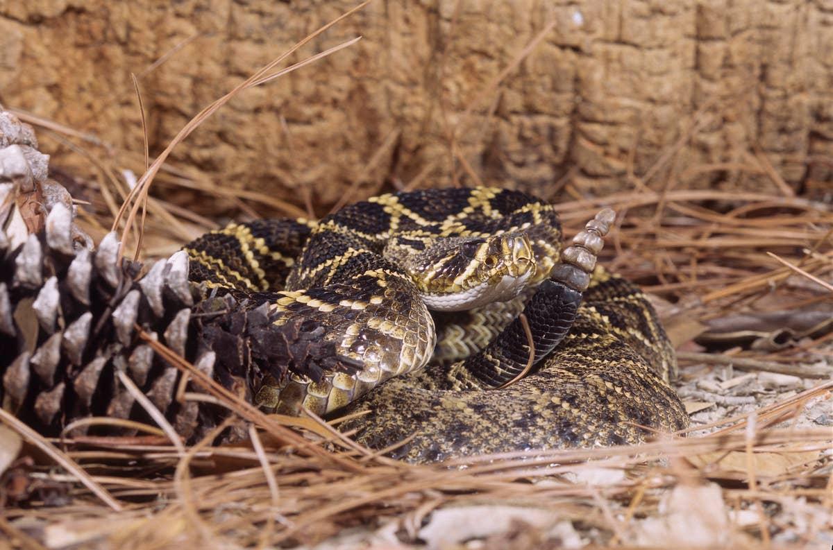  Snakes in Missouri love Table Rock Lake.