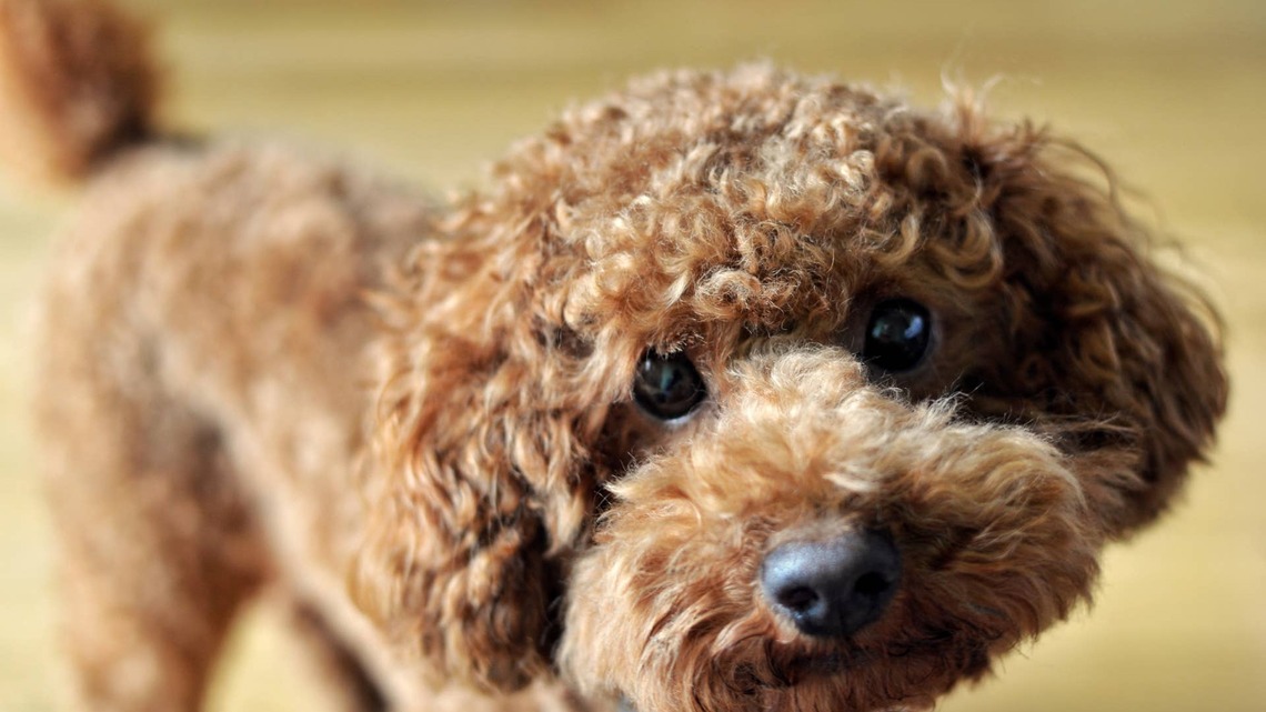 Adorable Toy Poodle Confidently Rides a Horse Like It's Just Another Day on the Ranch 