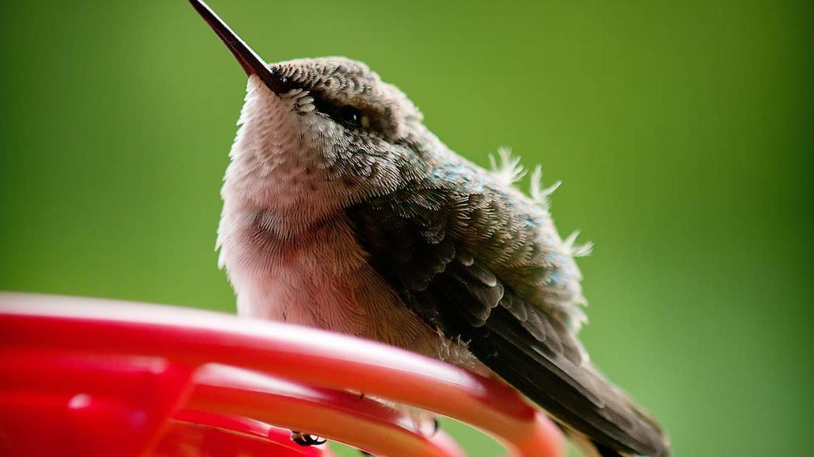 Target Is Selling a Stunning Antique-Style Hummingbird Feeder That Elevates Any Garden 