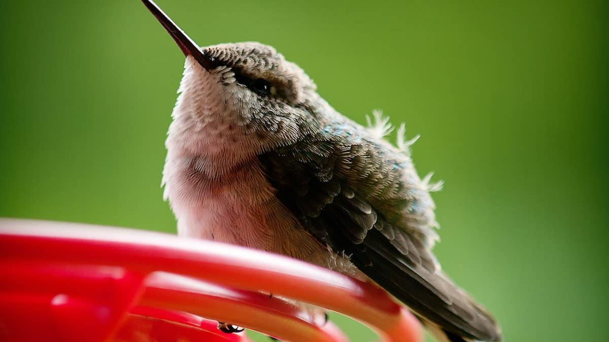 Fat Hummingbird at bird feeder.