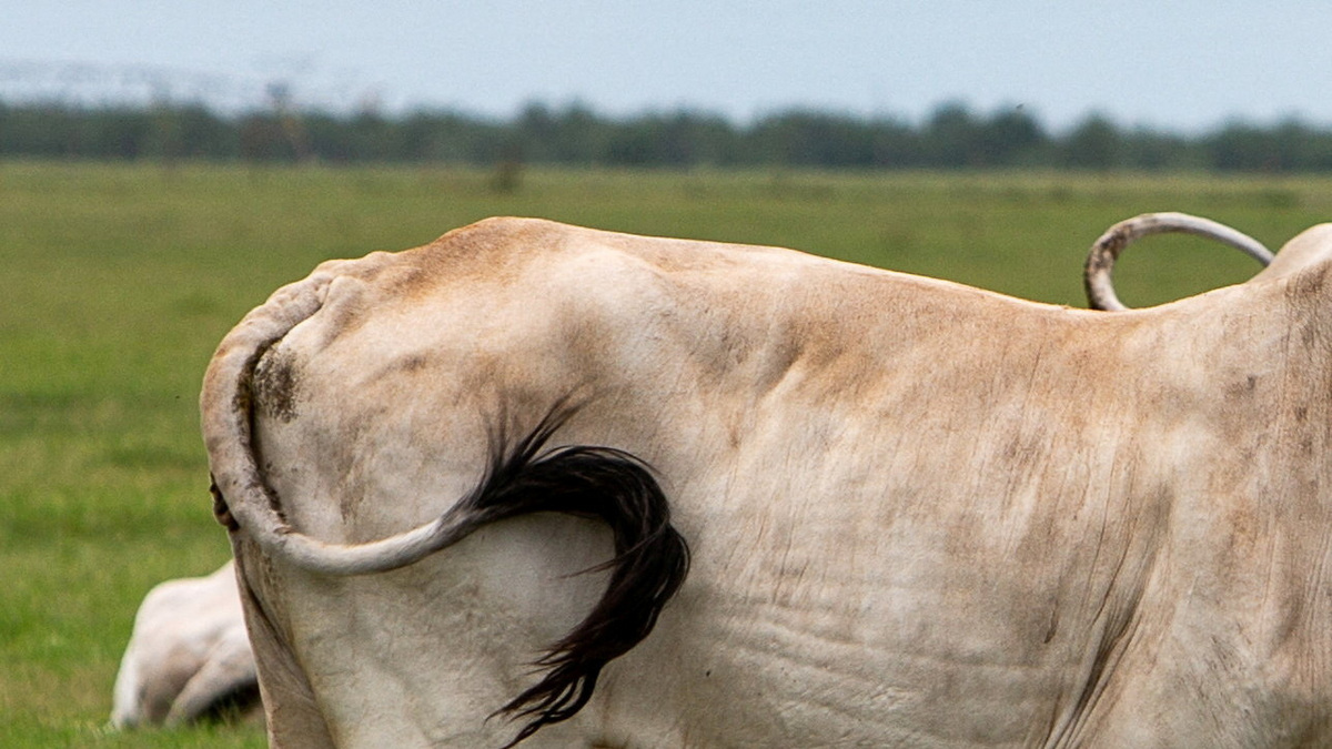 FILE PHOTO: A cow's tail swishes, a day after the U.S. Department of Agriculture confirmed that New World screwworm was detected in a Texas calf, near Crystal City, Texas, U.S., June 4, 2026.  REUTERS/Kaylee Greenlee/File Photo