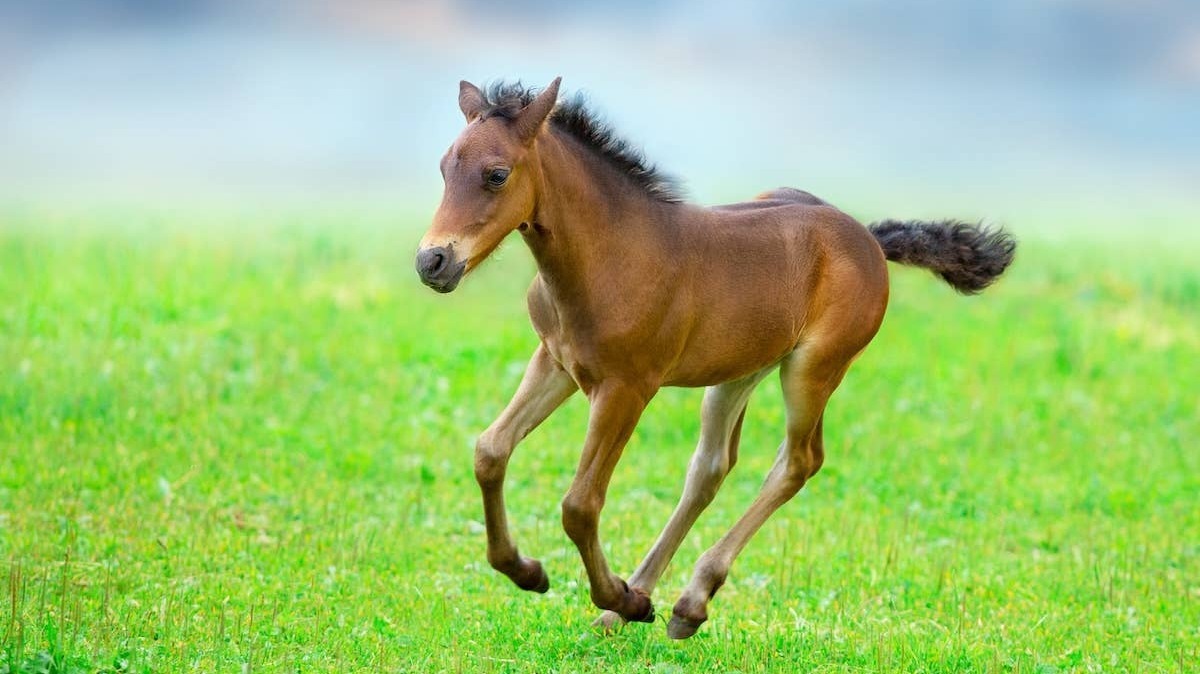 Baby foal running in green meadow. 