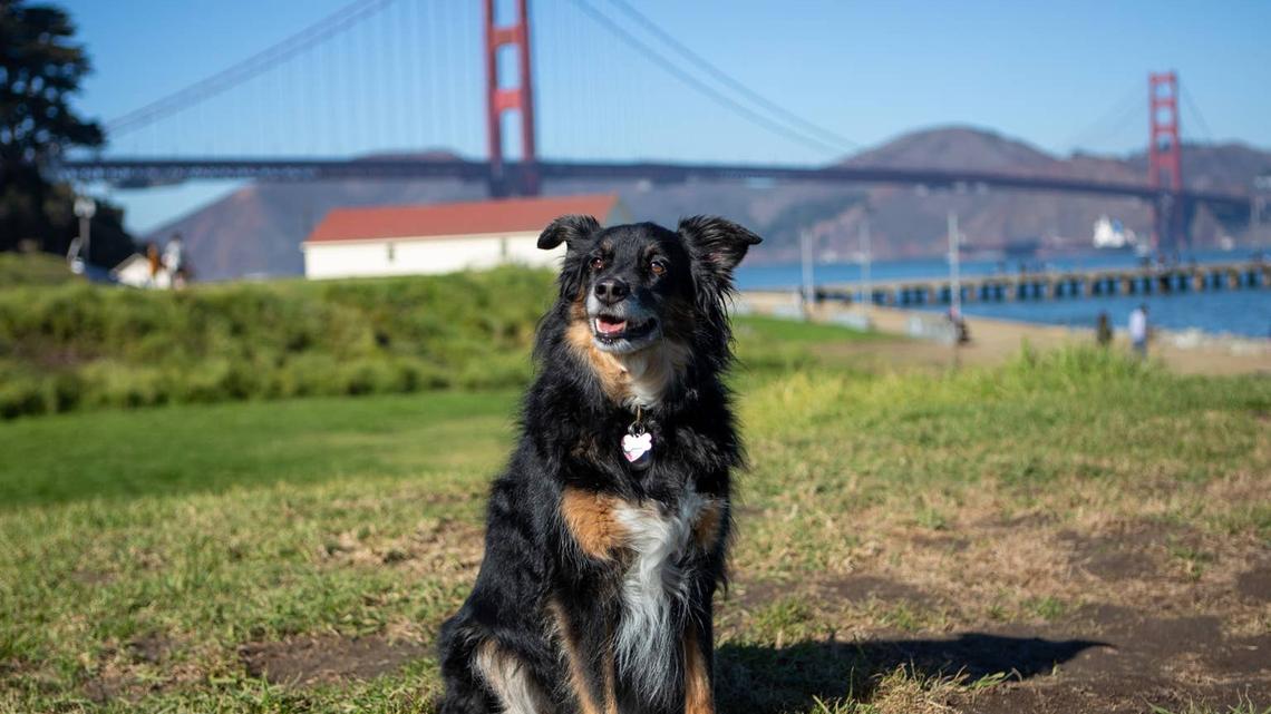 Parvovirus Detected in California Wastewater-Here's What Pet Parents Should Know To Keep Dogs & Cats Safe 