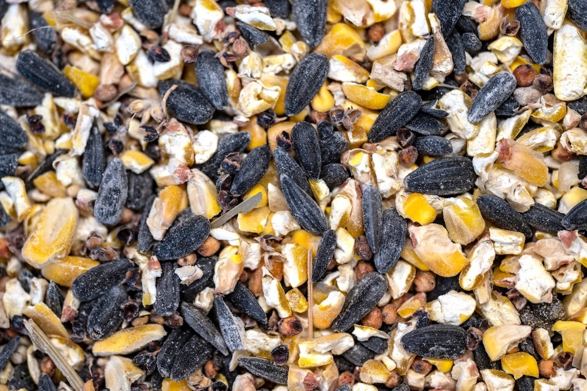  Close-up of wild bird seed.