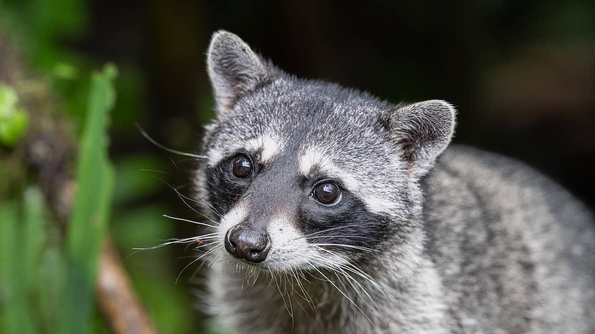 A raccoon outside.