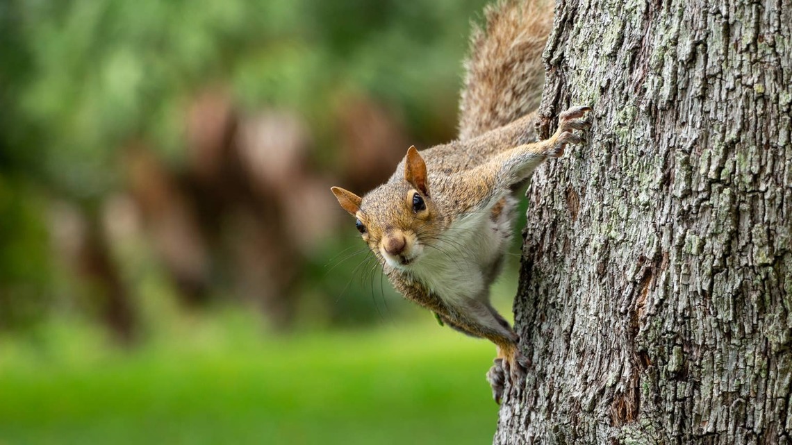 Wild Squirrel Climbs Onto Dog's Collar-and He Couldn't Care Less 