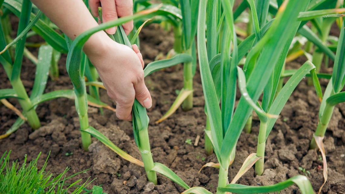 When to Pull Garlic So It's at Its Best 
