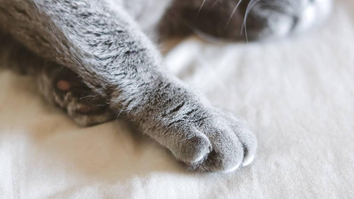A grey cat with green eyes. 
