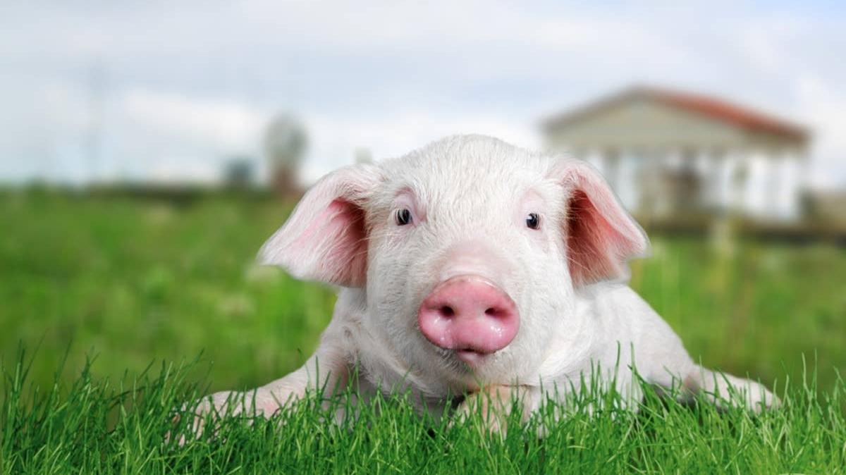 Cute pink pig/piglet lying in the green grass.