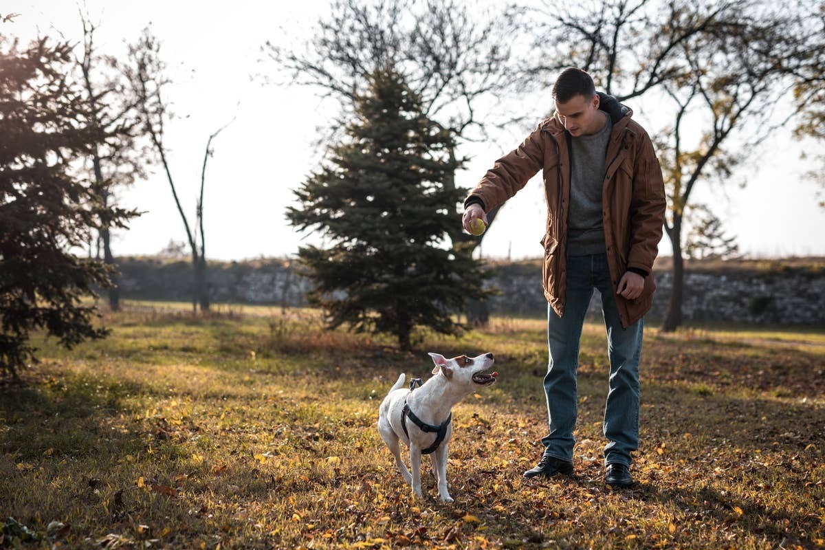  A dog who knows its owner is communicating something to protect them.