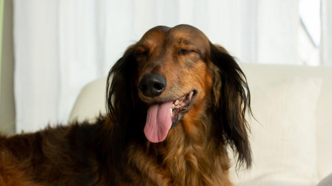 Longhaired Dachshund Looks Like He's in His Emo Era 