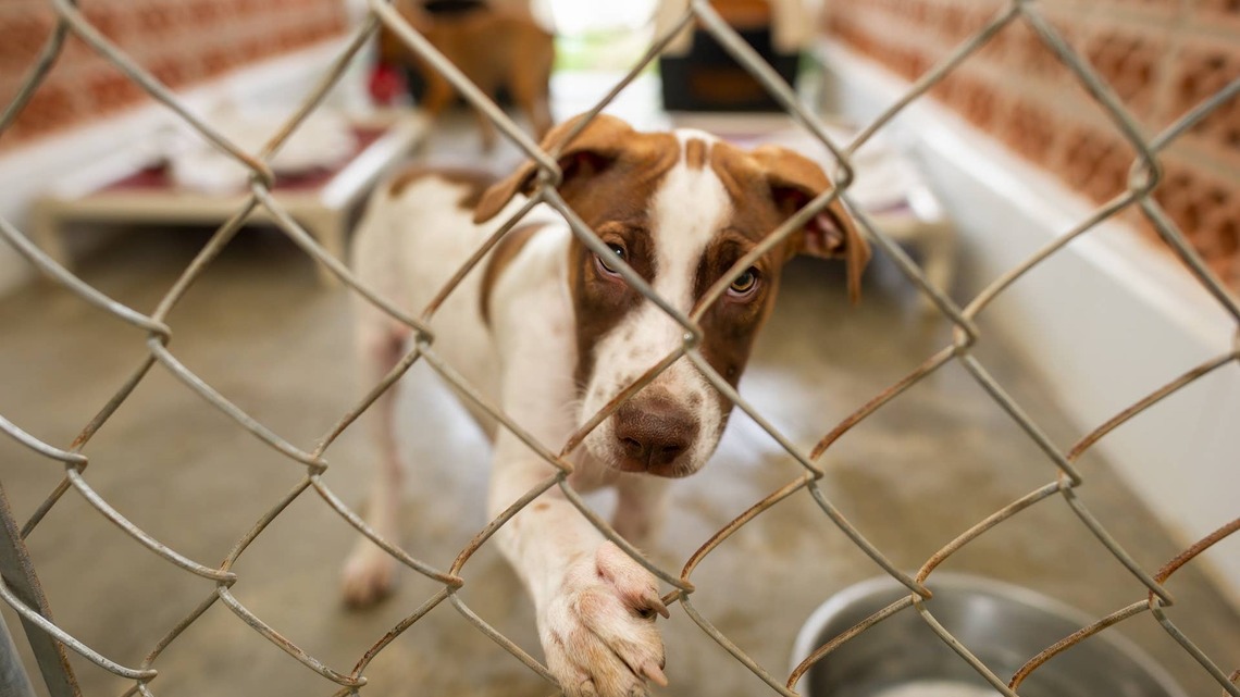 Sweet Shelter Puppy ‘Opens Up' and She's the Goofiest Girl 