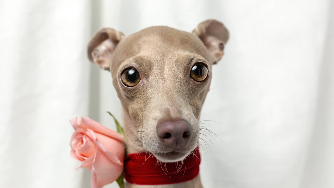Italian Greyhound's 'Crotchless Confidence' Leaves Dad No Chance in Hilarious Who Wore It Better Showdown 