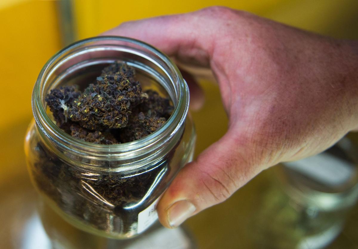A customer looks at marijuana for sale.