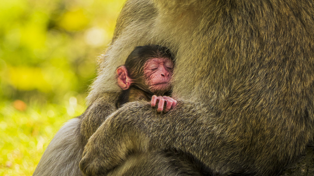 (Trentham Monkey Forest via SWNS). 