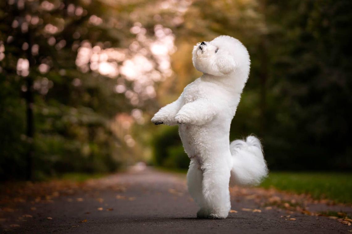  A Bichon Frise standing on their hind legs. 