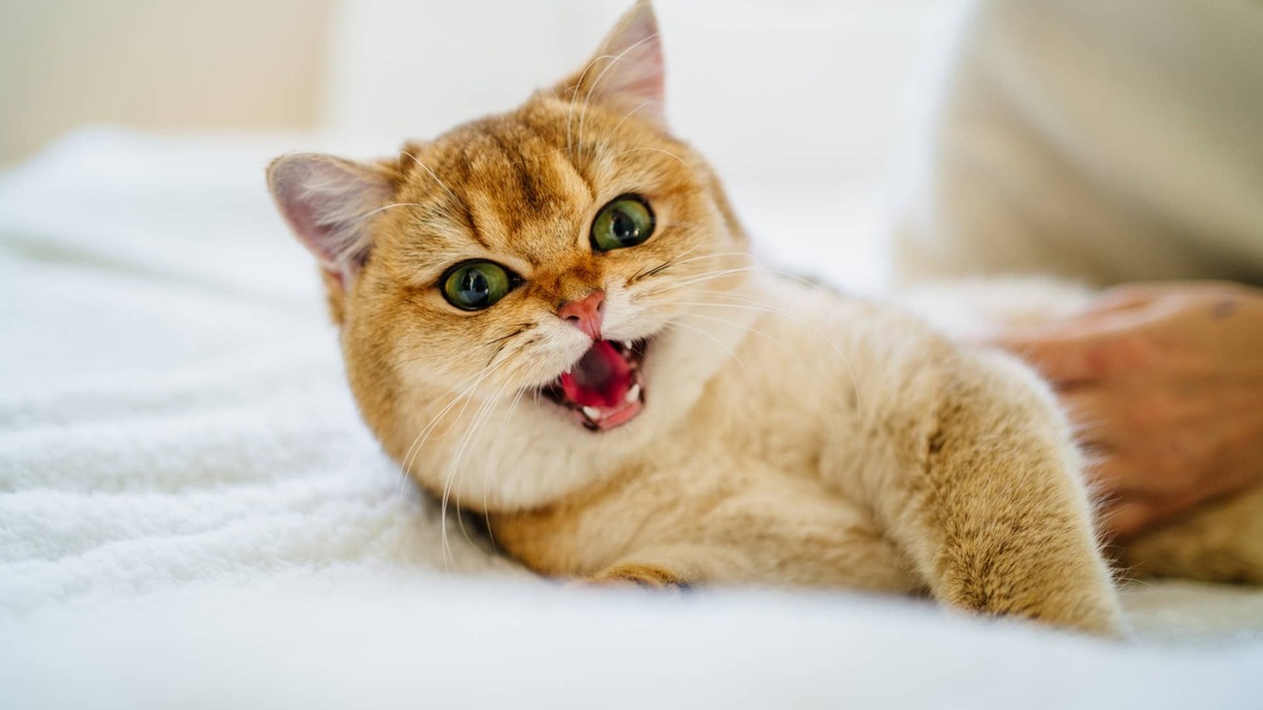 'Clingy' Orange Cat Greets His Mom With the Most Enthusiasm Every Morning 