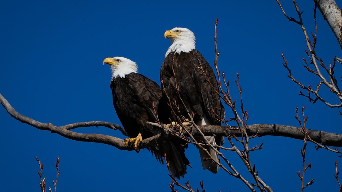 The carcasses of five bald eagles have been found this month in Delta County, Michigan. The state's Department of Natural Resources is seeking the public's help for information on the deaths. (Rfzoom/Dreamstime/TNS)