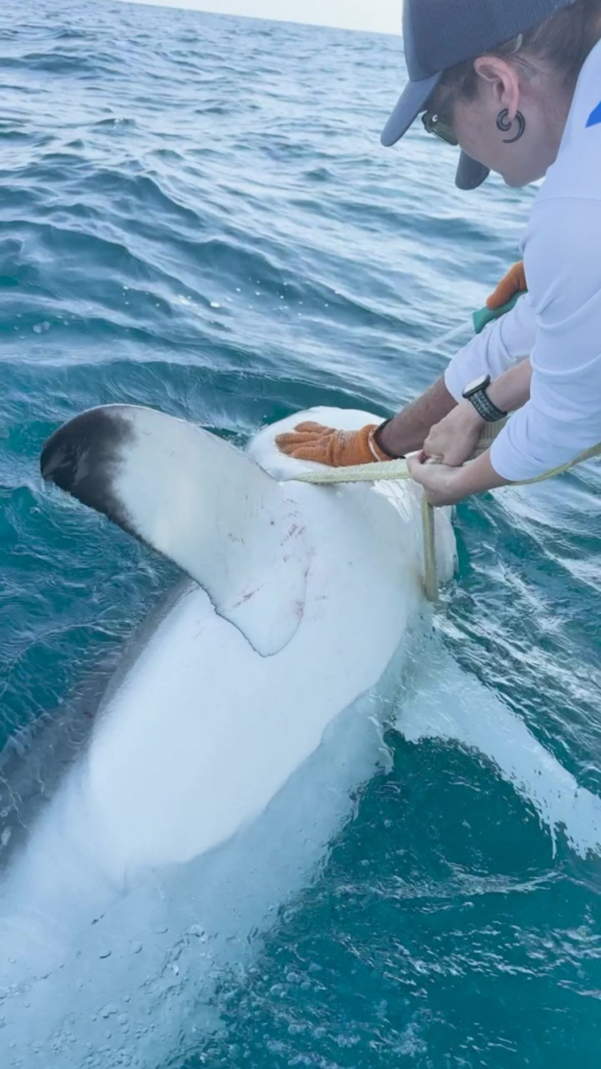  (OCEARCH via SWNS) 