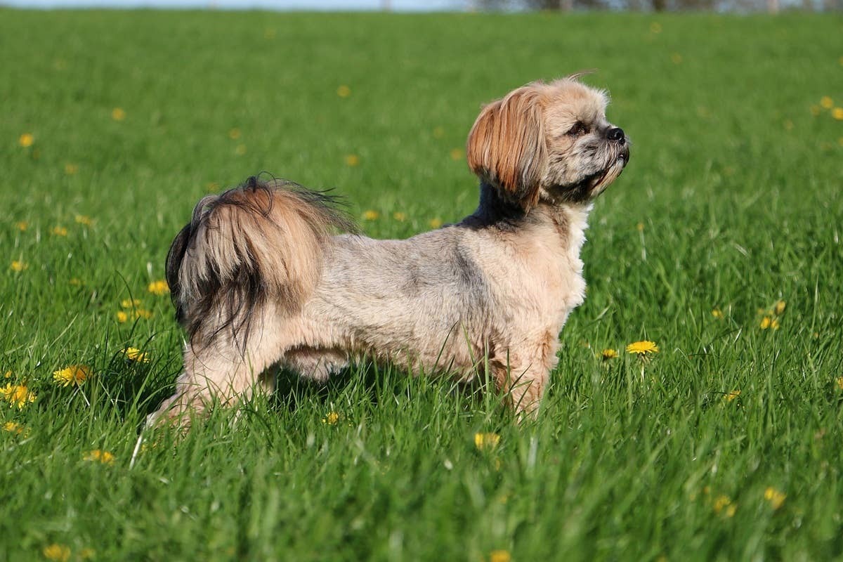  An easy-to-train guard dog for older adults seeking home security.
